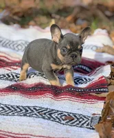 Jack, a male French Bulldog for sale in Rolla, MO – Photo 5 of 8
