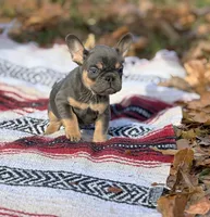Jack, a male French Bulldog for sale in Rolla, MO – Photo 7 of 8