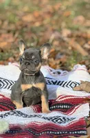 Jack, a male French Bulldog for sale in Rolla, MO – Photo 2 of 8