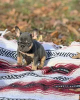 Jack, a male French Bulldog for sale in Rolla, MO – Photo 6 of 8