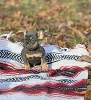 Jack, a male French Bulldog for sale in Rolla, MO – Photo 8 of 8