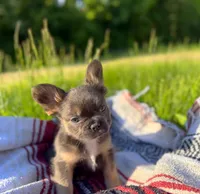 Max , a male French Bulldog for sale in Rolla, MO – 3 of 5