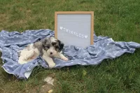 Twinkles, a male Cavapoo for sale in Geneva, NY – 3 of 8