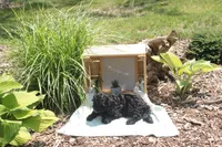 Blackie, a male Cavapoo for sale in Geneva, NY – 6 of 8