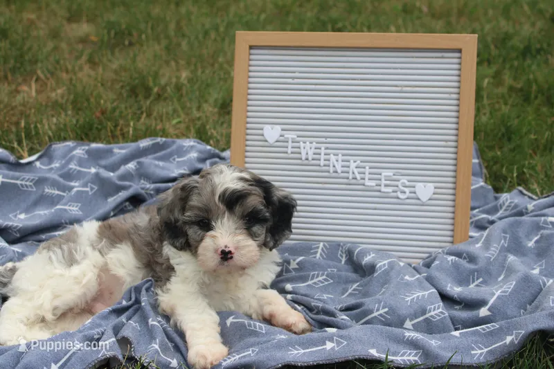 Twinkles – Cavapoo puppy for sale in Geneva, NY