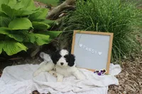 Pansy, a female Cavapoo for sale in Geneva, NY – 7 of 7