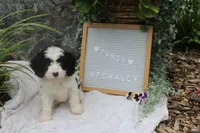Pansy, a female Cavapoo for sale in Geneva, NY – 2 of 7