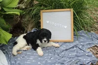 Spotty, a male Cavapoo for sale in Geneva, NY – 4 of 7
