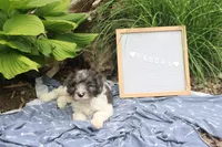 Rascal, a male Cavapoo for sale in Geneva, NY – 2 of 5