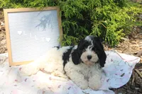 Lilly, a female Cavapoo for sale in Geneva, NY – 1 of 4
