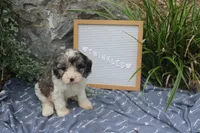 Twinkles, a male Cavapoo for sale in Geneva, NY – 2 of 8