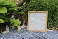 Rascal, a male Cavapoo for sale in Geneva, NY – 3 of 5