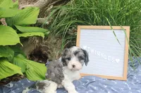 Twinkles, a male Cavapoo for sale in Geneva, NY – 5 of 8