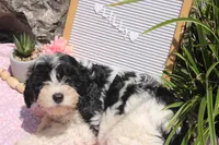 Lilly, a female Cavapoo for sale in Geneva, NY – 1 of 6