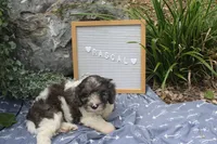 Rascal, a male Cavapoo for sale in Geneva, NY – 5 of 5