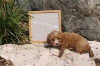 Sparkle, a female Cavapoo for sale in Geneva, NY – 4 of 9