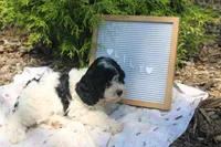 Lilly, a female Cavapoo for sale in Geneva, NY – 3 of 4