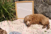 Sparkle, a female Cavapoo for sale in Geneva, NY – 3 of 9