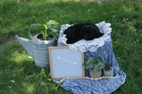 Blackie, a male Cavapoo for sale in Geneva, NY – 8 of 8