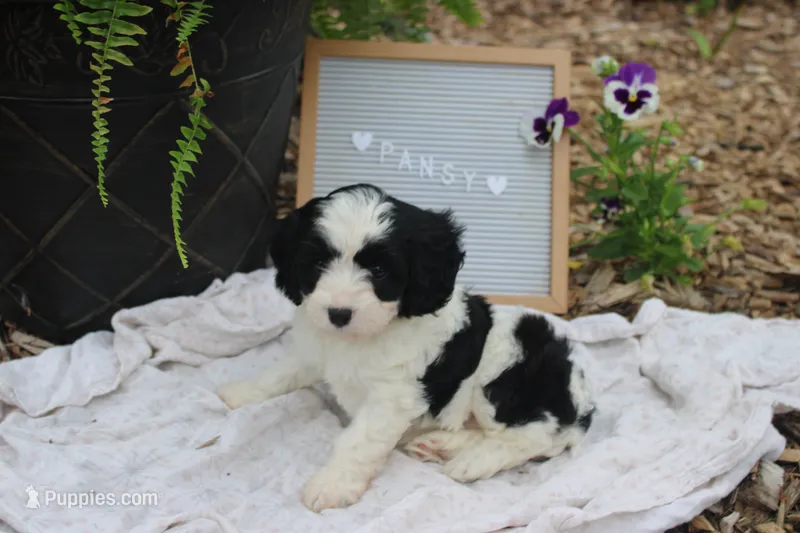 Pansy – Cavapoo puppy for sale in Geneva, NY