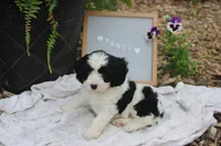 Pansy, a female Cavapoo for sale in Geneva, NY – 1 of 7
