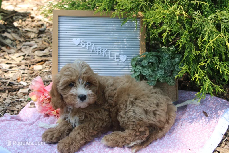 Sparkle – Cavapoo puppy for sale in Geneva, NY