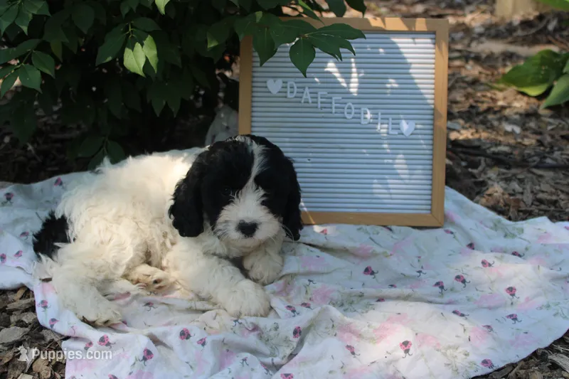Daffodil – Cavapoo puppy for sale in Geneva, NY