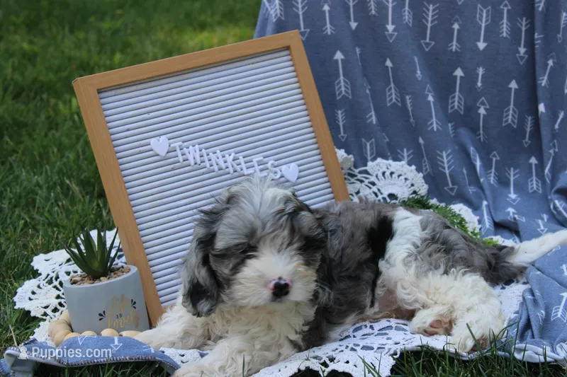 Twinkles – Cavapoo puppy for sale in Geneva, NY