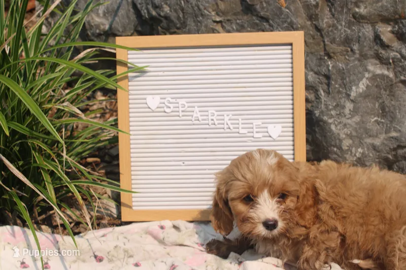 Sparkle – Cavapoo puppy for sale in Geneva, NY