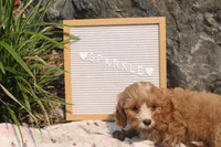 Sparkle, a female Cavapoo for sale in Geneva, NY – 1 of 9