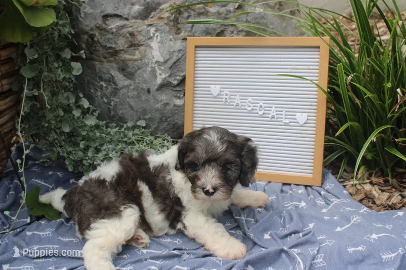 Rascal – Cavapoo puppy for sale in Geneva, NY