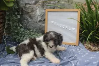 Rascal, a male Cavapoo for sale in Geneva, NY – 1 of 5