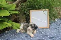 Twinkles, a male Cavapoo for sale in Geneva, NY – 7 of 8