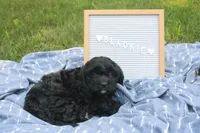 Blackie, a male Cavapoo for sale in Geneva, NY – 5 of 5
