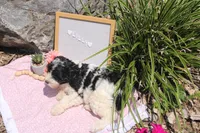 Lilly, a female Cavapoo for sale in Geneva, NY – 6 of 6