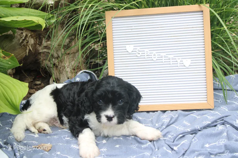 Spotty – Cavapoo puppy for sale in Geneva, NY