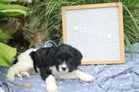 Spotty, a male Cavapoo for sale in Geneva, NY – 1 of 7