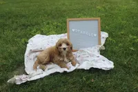 Sparkle, a female Cavapoo for sale in Geneva, NY – 2 of 9