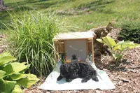 Blackie, a male Cavapoo for sale in Geneva, NY – 7 of 8