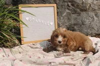 Sparkle, a female Cavapoo for sale in Geneva, NY – 8 of 9
