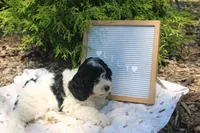 Lilly, a female Cavapoo for sale in Geneva, NY – 2 of 4