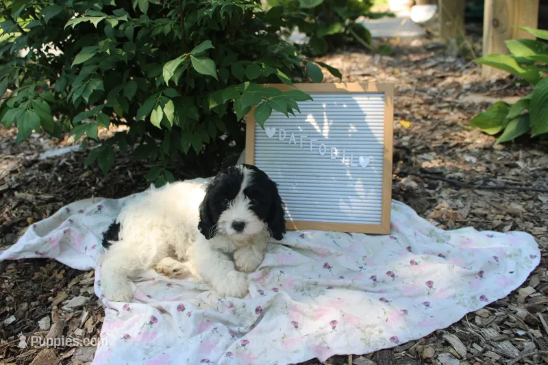 Daffodil – Cavapoo puppy for sale in Geneva, NY
