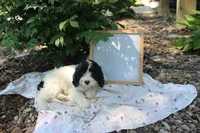 Daffodil, a female Cavapoo for sale in Geneva, NY – 3 of 3