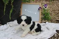 Pansy, a female Cavapoo for sale in Geneva, NY – 3 of 7