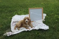 Sparkle, a female Cavapoo for sale in Geneva, NY – 5 of 9
