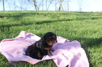 Trixie, a female Cavalier King Charles Spaniel for sale in Geneva, NY – Photo 6 of 8
