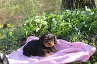 Trixie, a female Cavalier King Charles Spaniel for sale in Geneva, NY – Photo 5 of 8