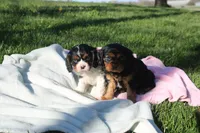 Trixie, a female Cavalier King Charles Spaniel for sale in Geneva, NY – Photo 3 of 8