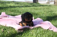 Trixie, a female Cavalier King Charles Spaniel for sale in Geneva, NY – Photo 2 of 8