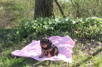 Trixie, a female Cavalier King Charles Spaniel for sale in Geneva, NY – Photo 8 of 8
